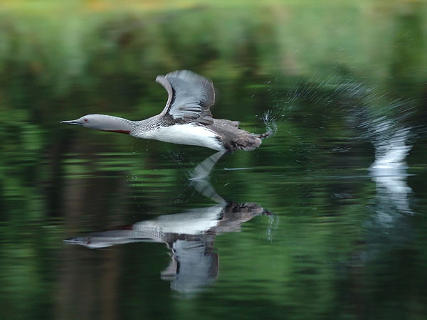 Kaakkuri, Red-throated Diver, Gavia stellata